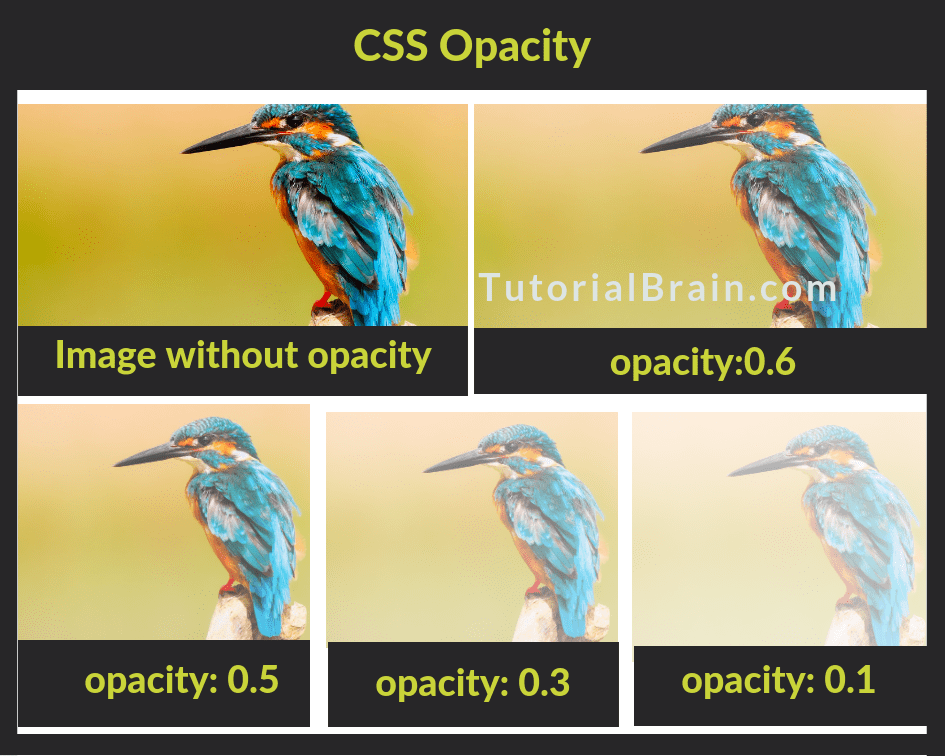 Cách áp dụng CSS cho thẻ image và ảnh nền luôn là kiến thức cần thiết cho bất kỳ lập trình viên nào. Hãy xem bức ảnh liên quan để tìm hiểu cách thực hiện nhé, đặc biệt nếu bạn muốn tạo hiệu quả độ mờ cho background color.