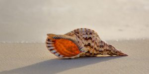 Shell là một chương trình hoạt động như lớp ngoài cùng của hệ điều hành mà qua đó bạn tương tác với các chương trình và dịch vụ khác nhau của nó. Hầu hết các bản phân phối Linux sử dụng bash theo mặc định. Hãy tiểu thêm về shell và cách thay đổi shell Linux mặc định.